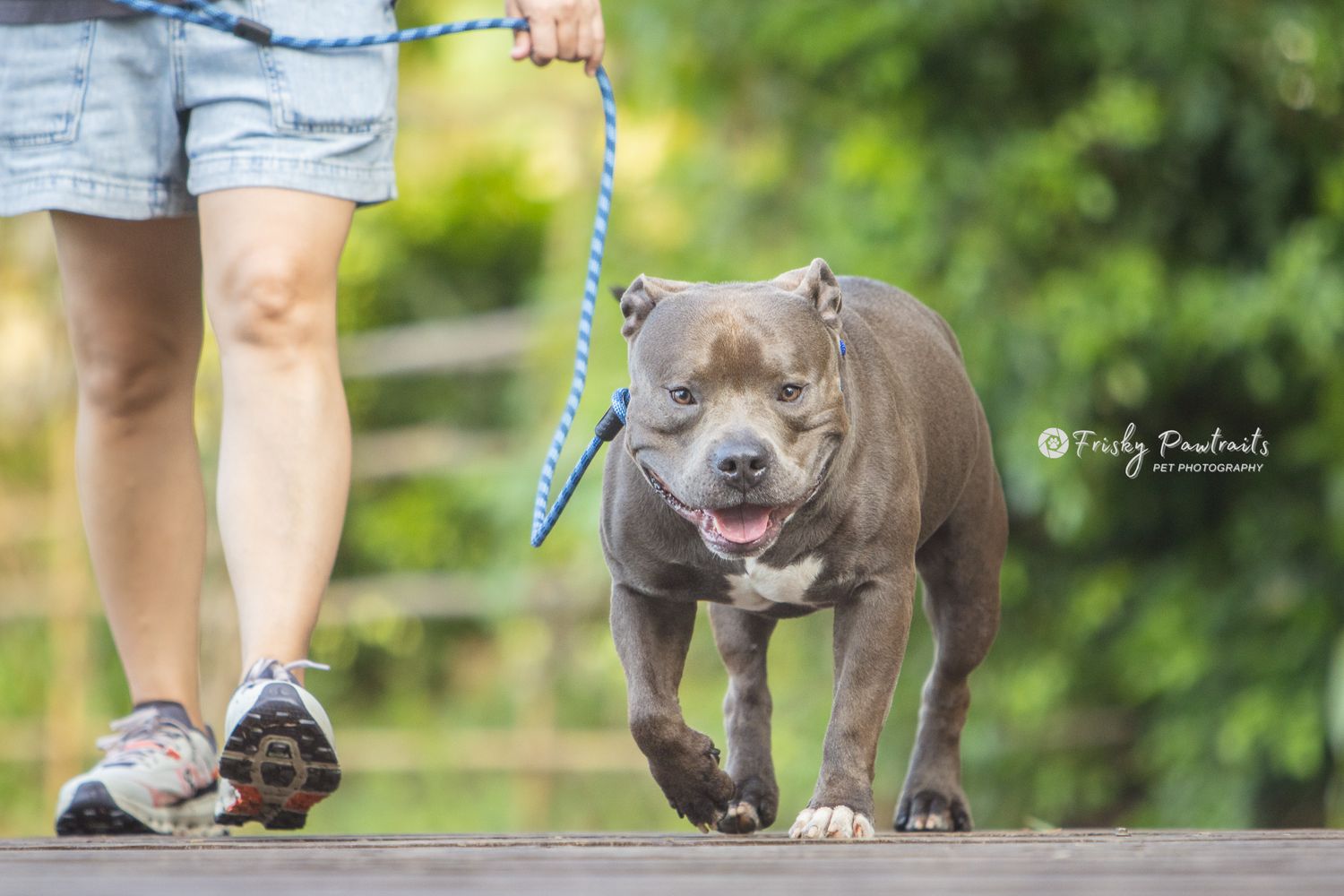 lady walking her gray dog