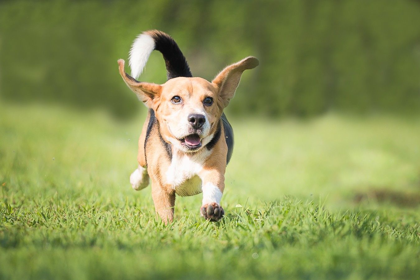 Happy beagle dog running and jumping on green grass lawn with tail wagging on sunny summer day.