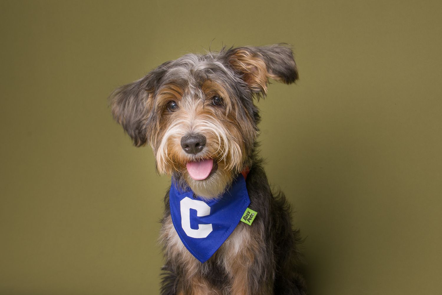 Happy brown terrier mix dog wearing blue bandana against olive background.