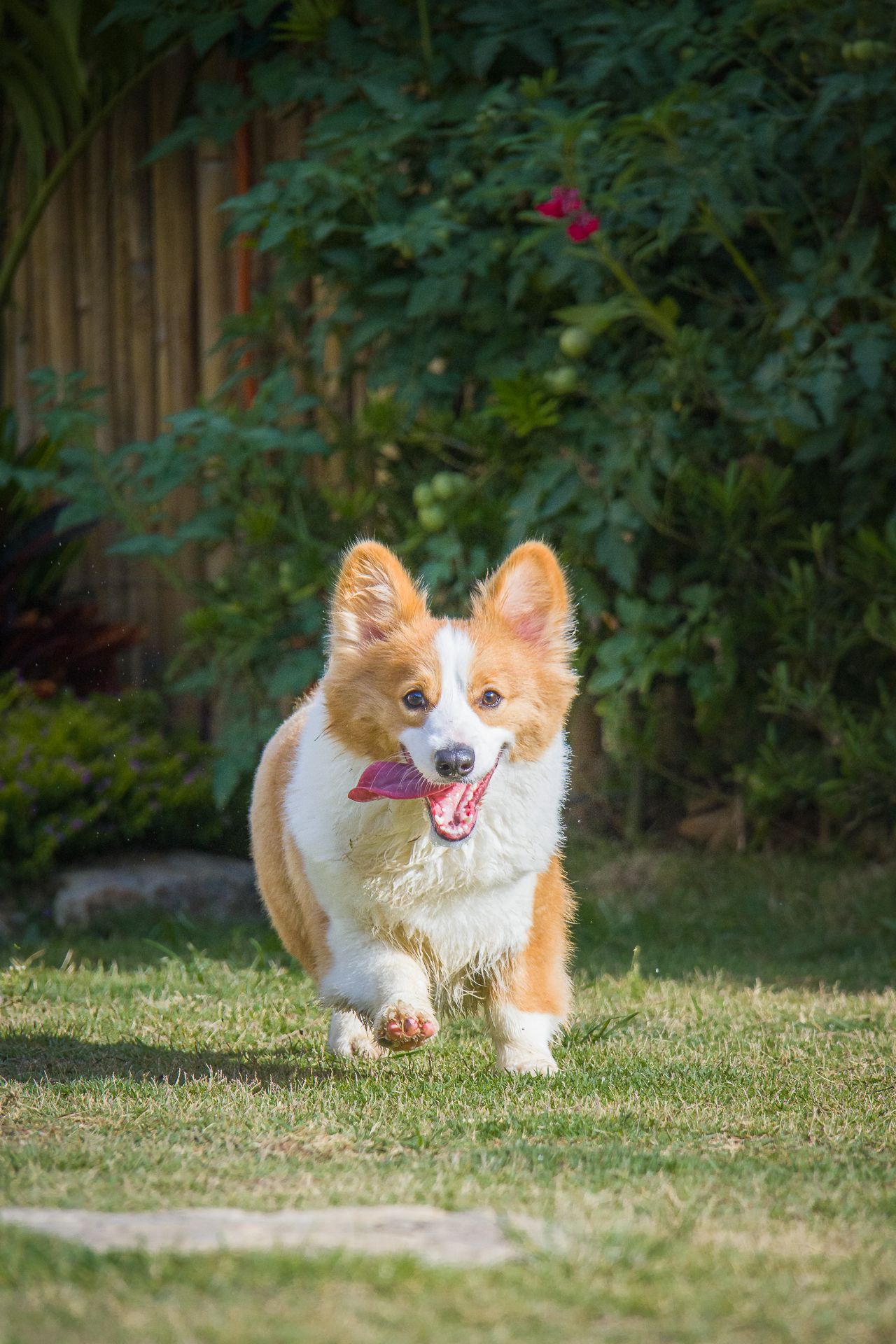 a frontal view of a running corgi