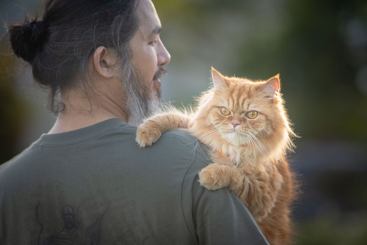 a portrait of a Persian cat over a man's shoulder