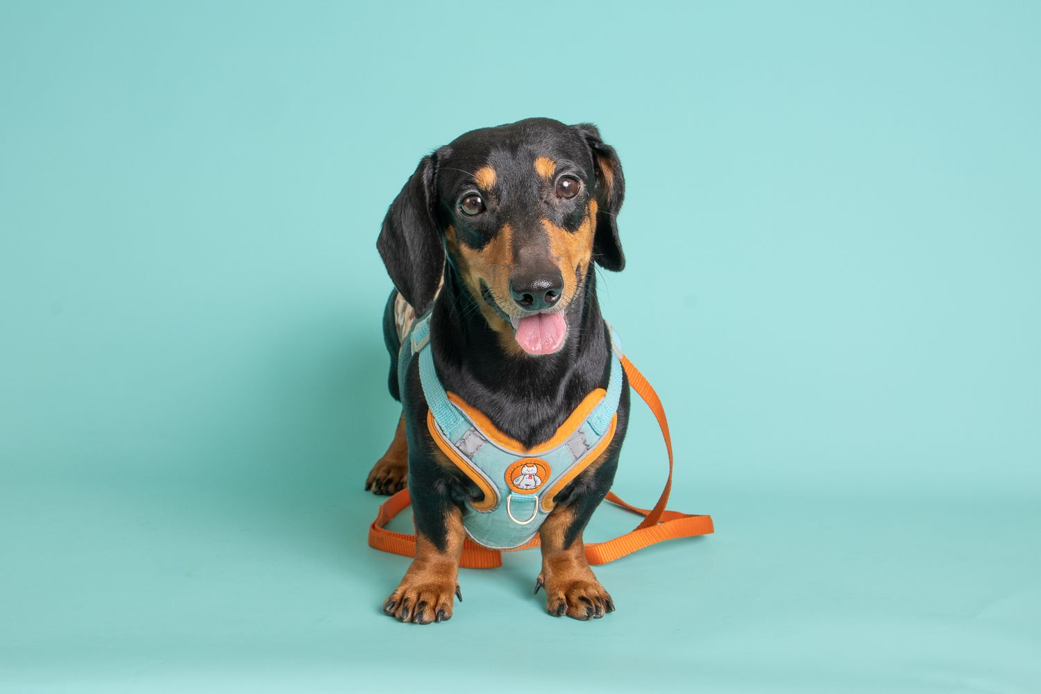 studio portrait of a black dachshund with orange and teal harness posed with a teal background