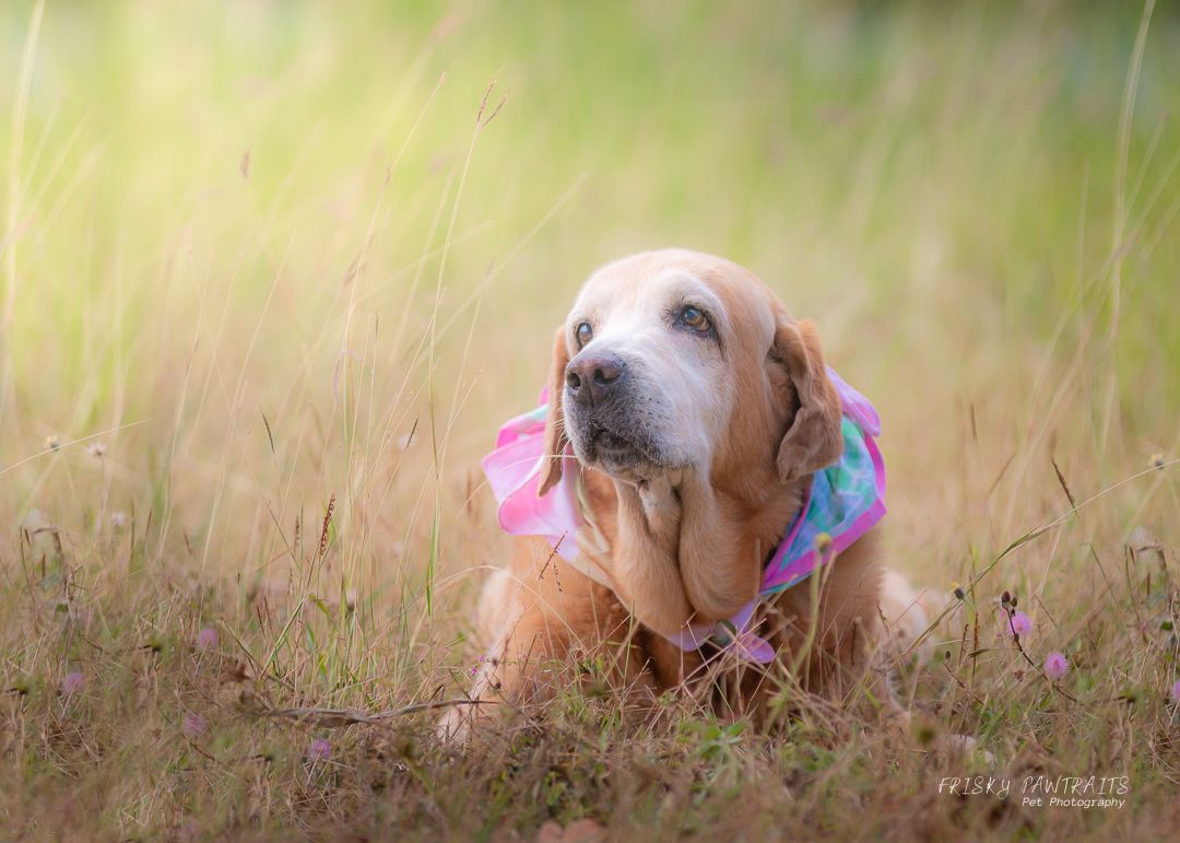 outdoor portrait of a senior Labrador dog