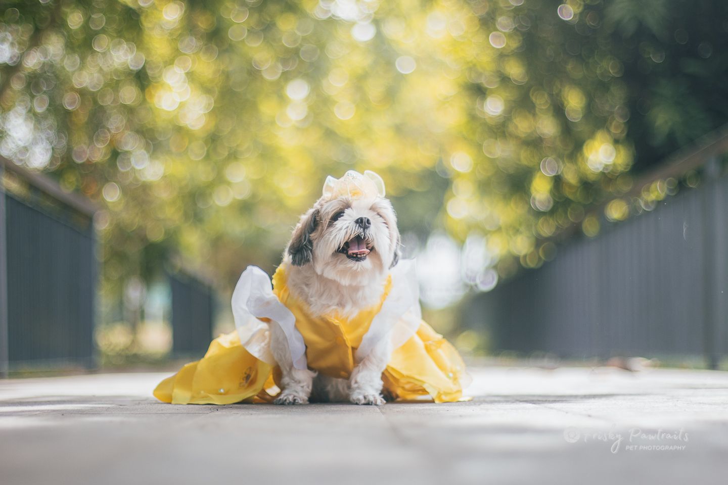 shih tzu in yellow dress