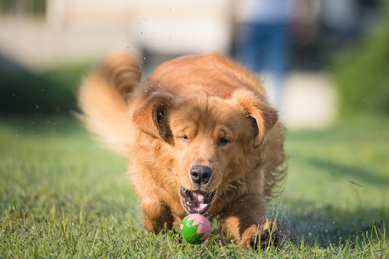 Golden retriever dog runs happily on grass while chasing after a tennis ball in sunny outdoor setting.