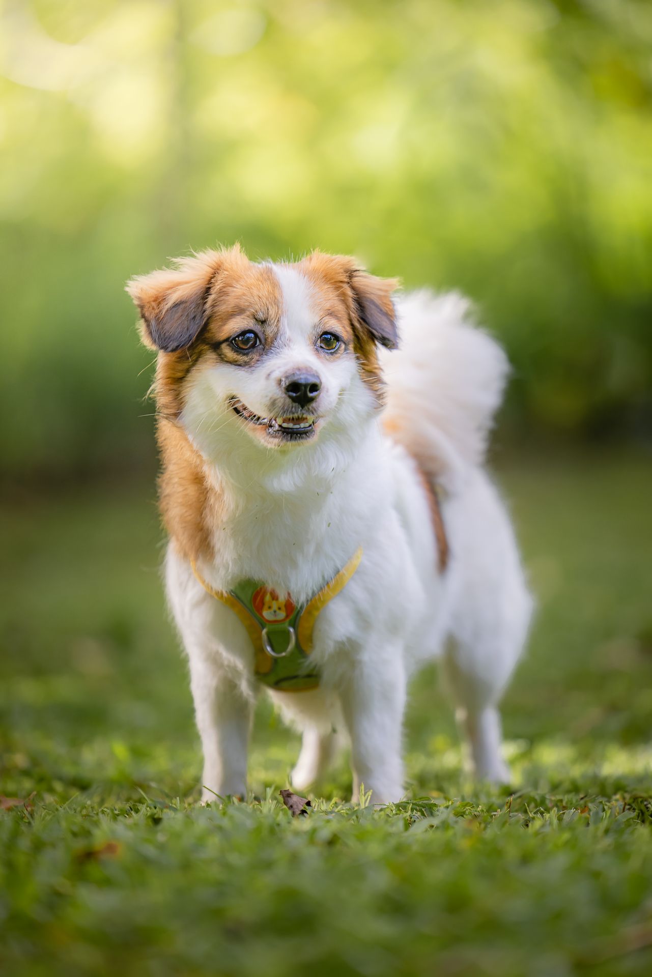 a morning outdoor portrait of a dog