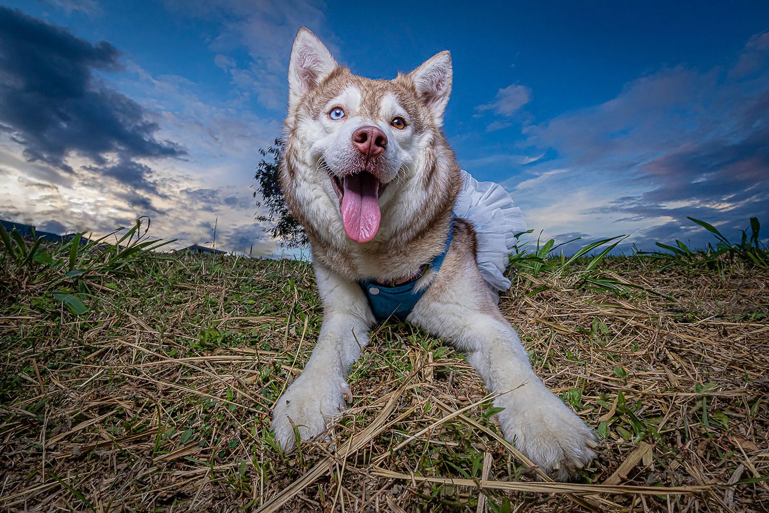 outdoor portrait of a Siberian husky