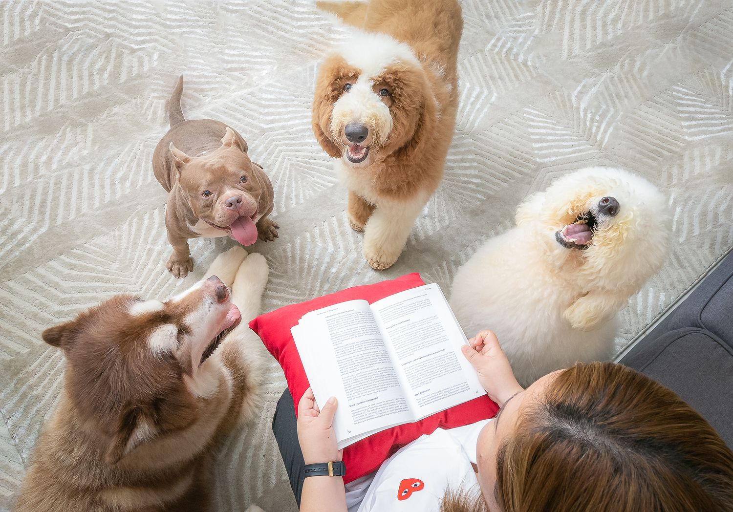overhead view of a fur mom reading a book to her four dogs