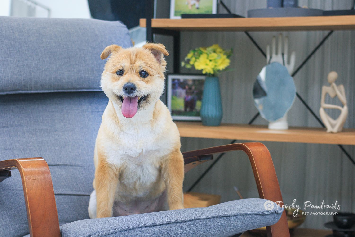 indoor portrait of a senior dog sitting on a chair