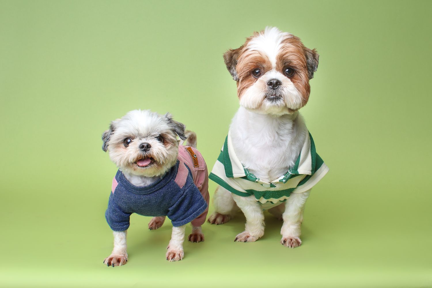 studio portrait of dogs posed with a light green background