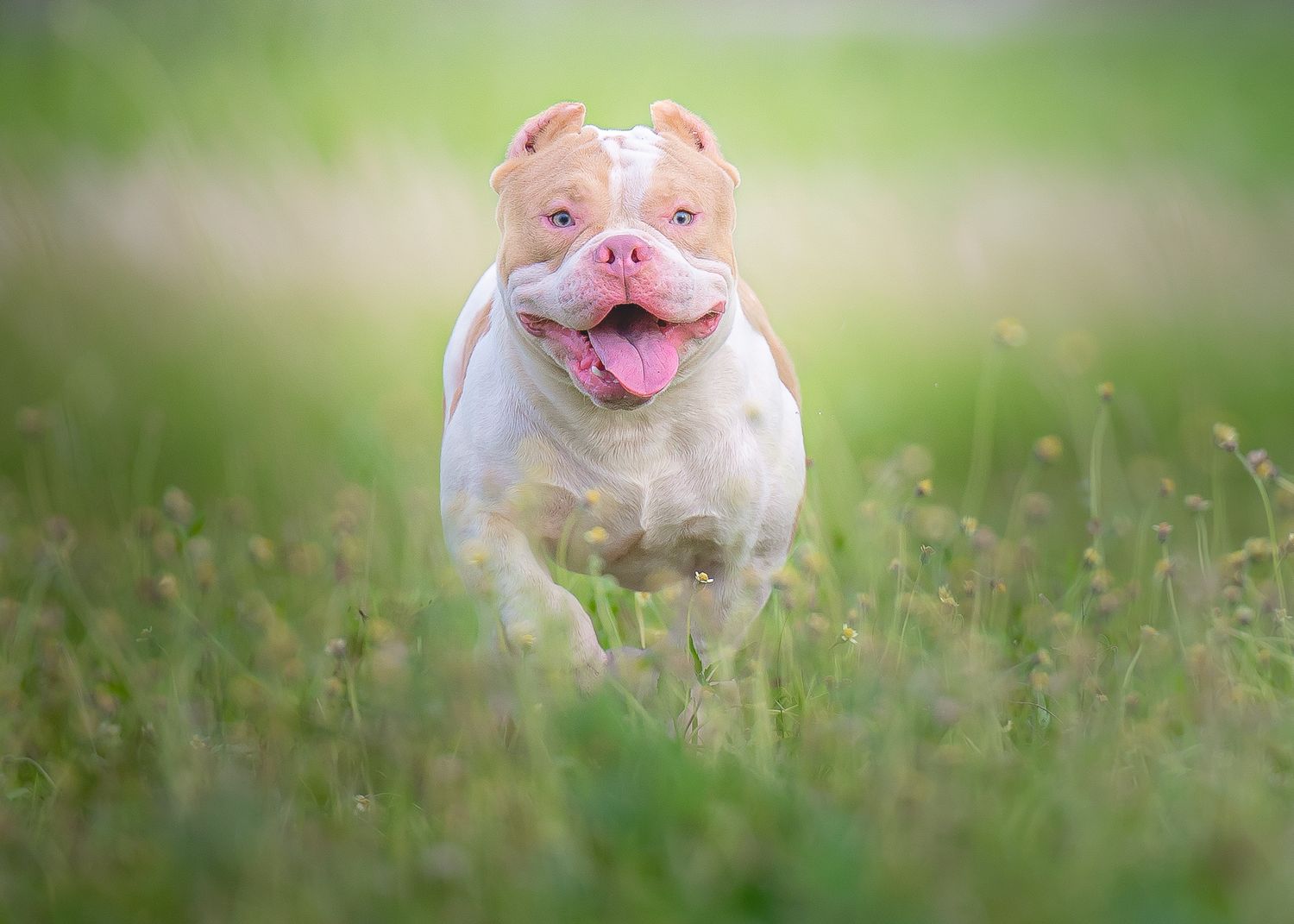 outdoor portrait of a running bulldog