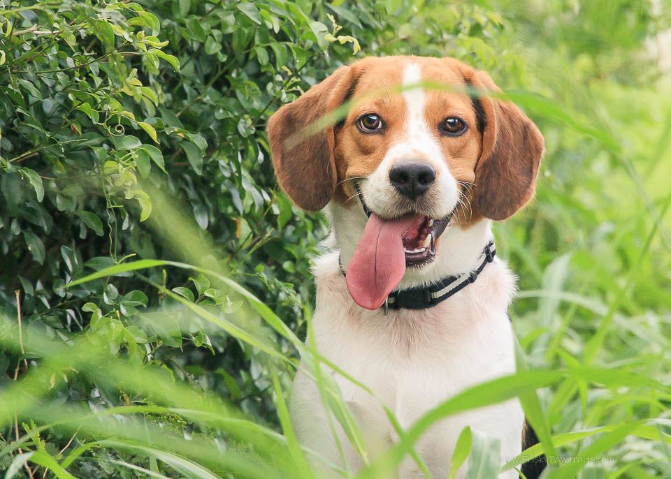 Beagle dog with tongue out sitting in green foliage wearing a collar.