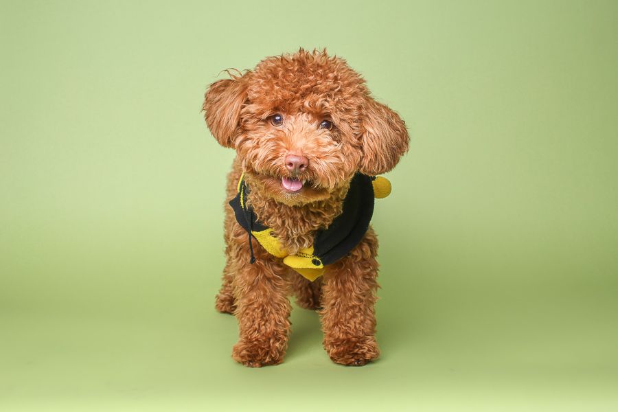 studio portrait of brown poodle posed with a light green background