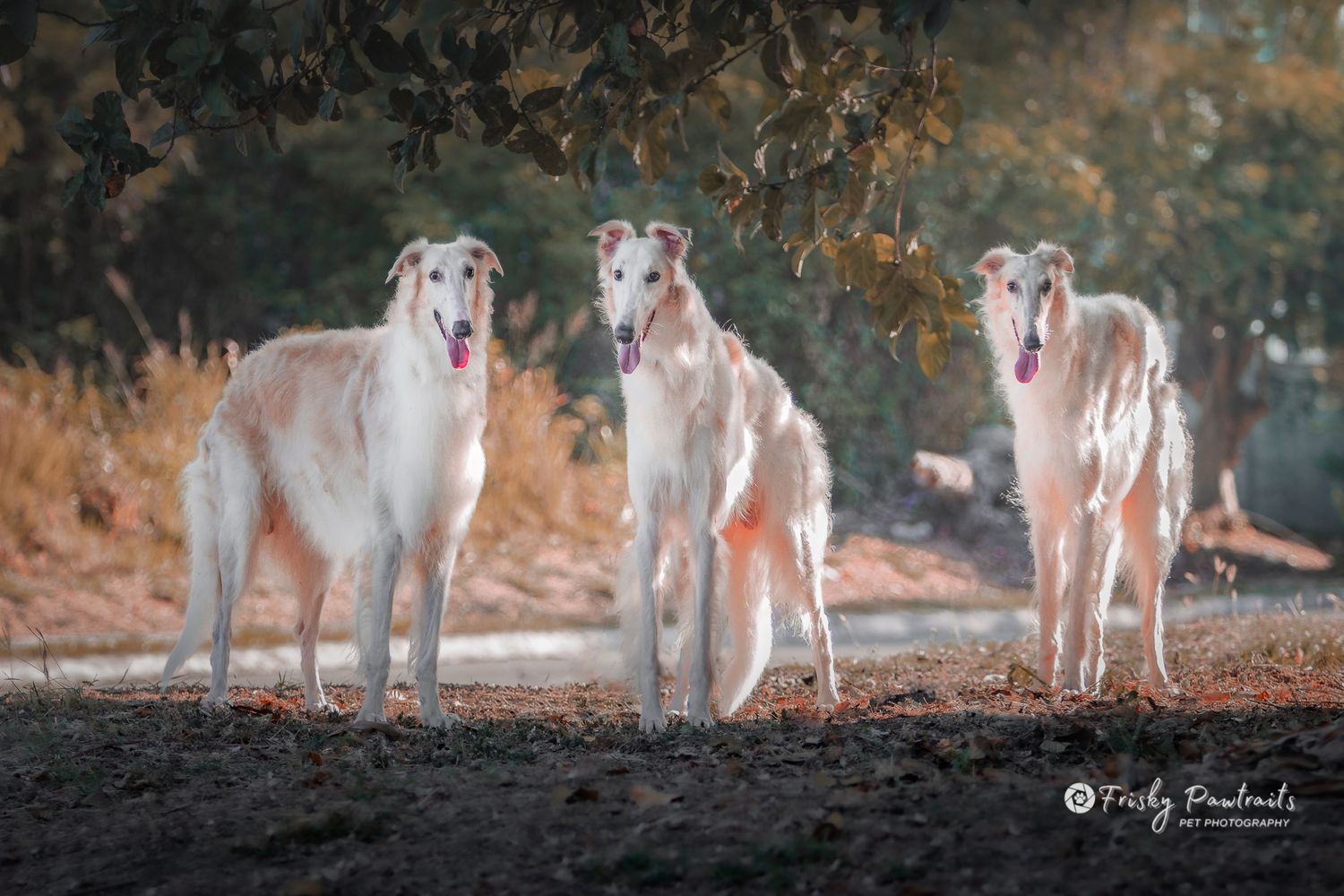 outdoor portrait of three Borzois