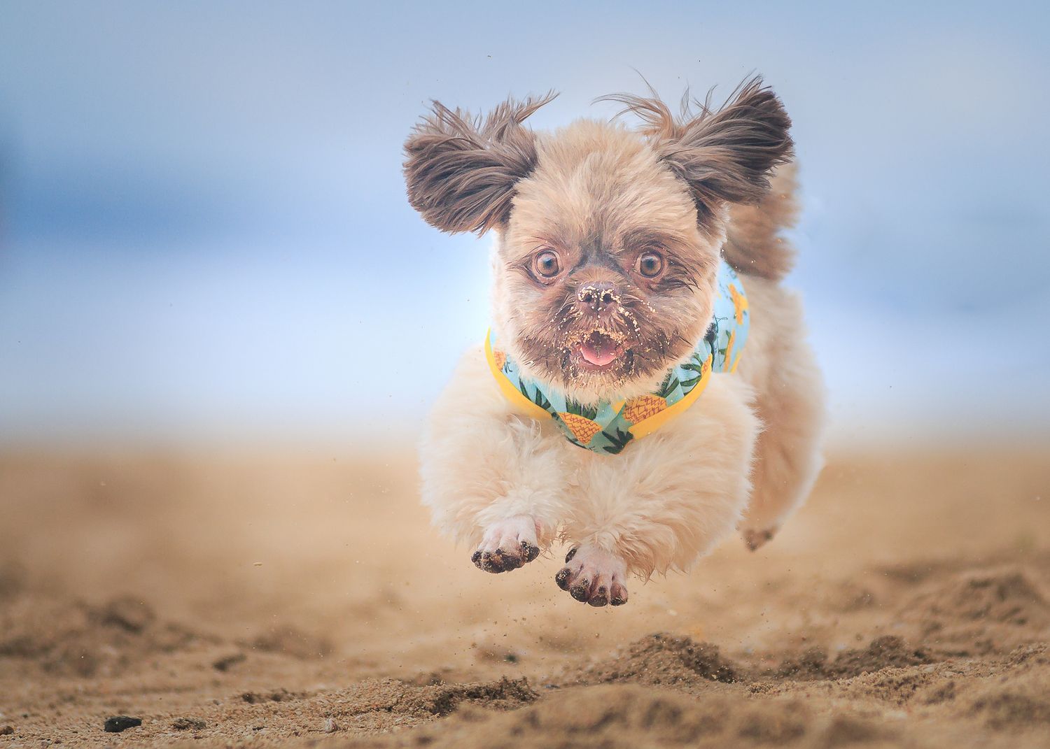 outdoor beach portrait of a running shih tzu