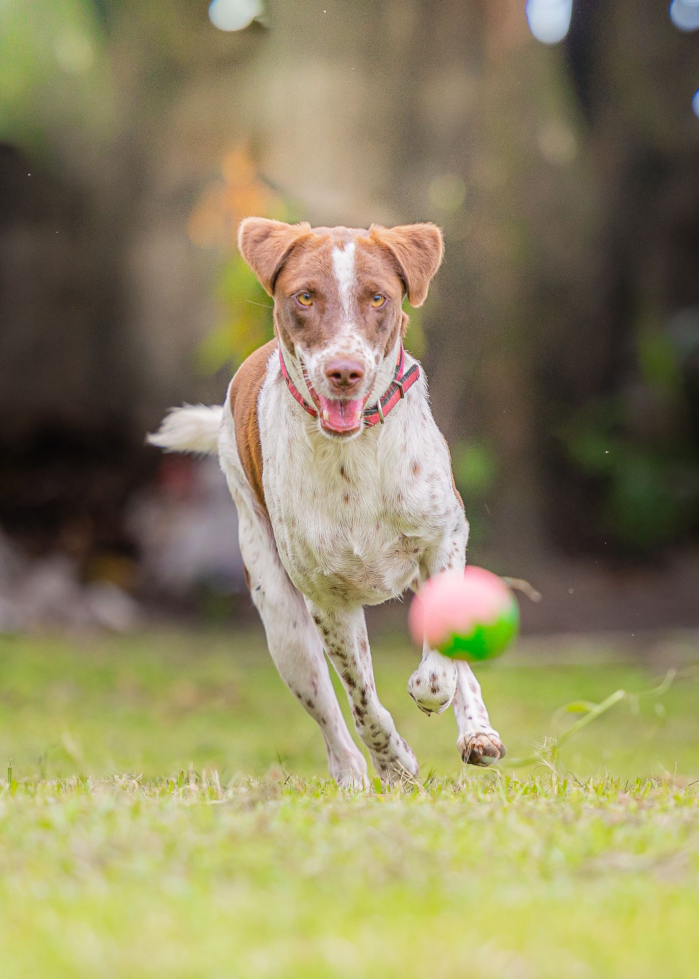 outdoor portrait of a running dog