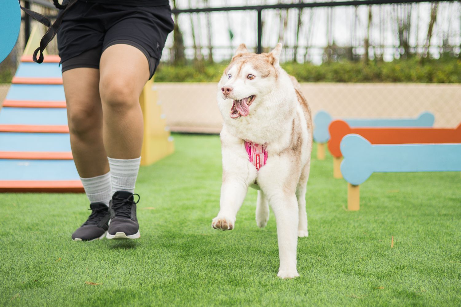 A happy cream-colored dog wearing a pink harness runs alongside someone on an outdoor agility course.