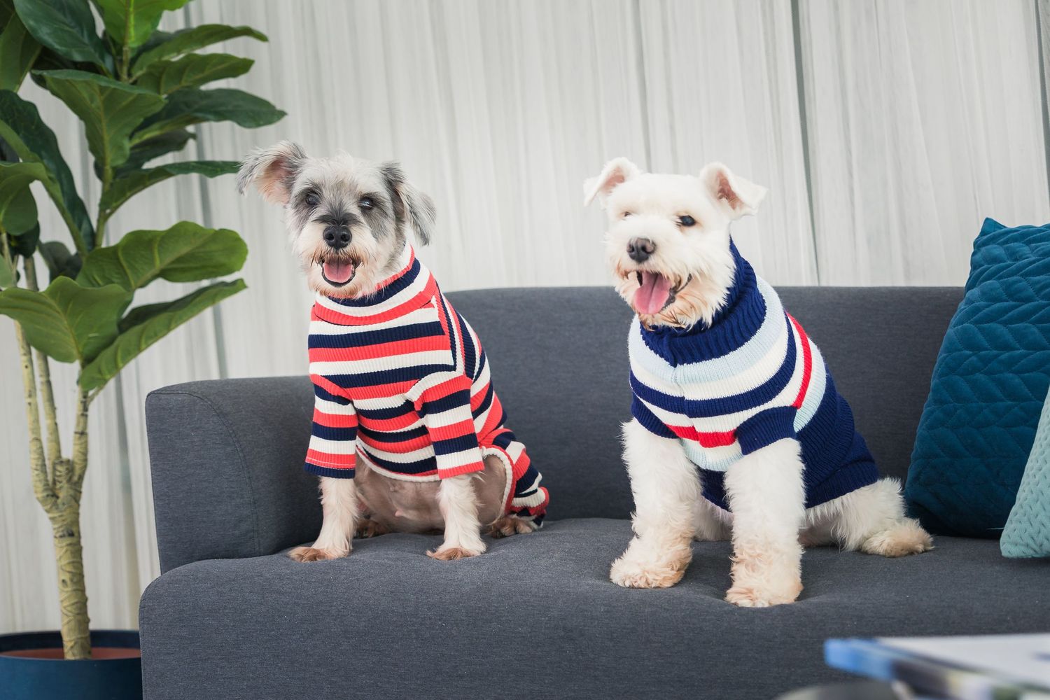 indoor portrait of 2 dogs on the sofa