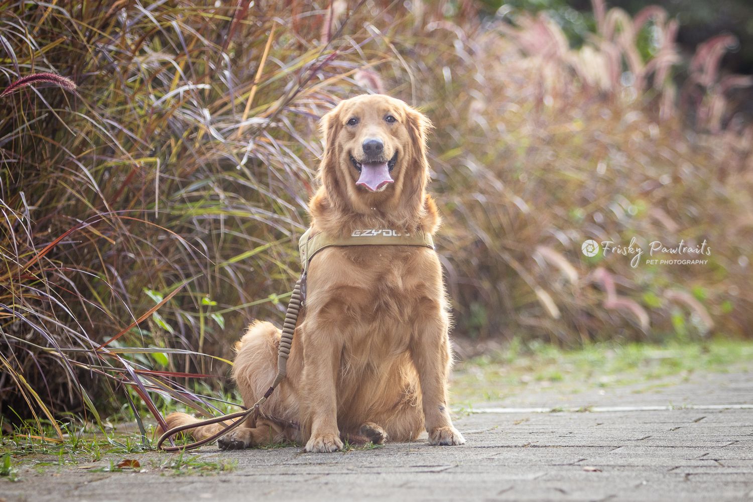 A sequence of photos showing a golden retriever dog sitting and walking on a path in golden autumn light.