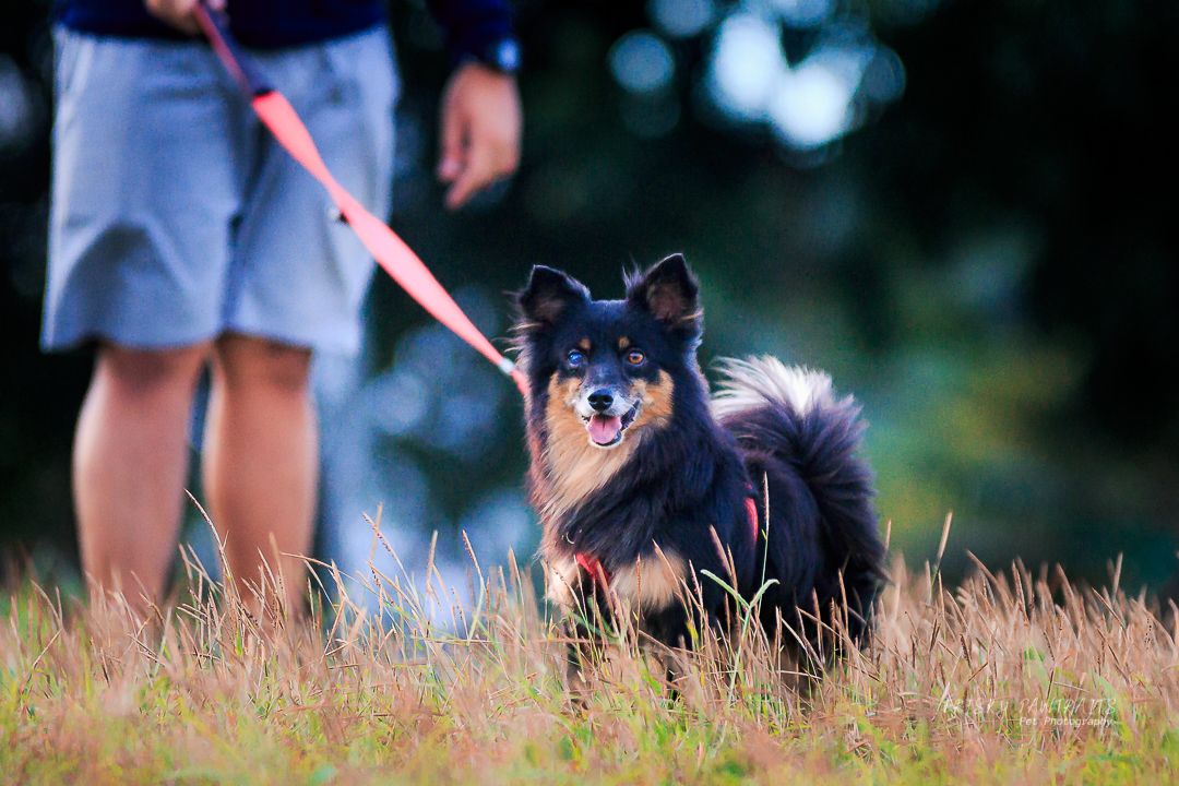 man walking with this dog at the park