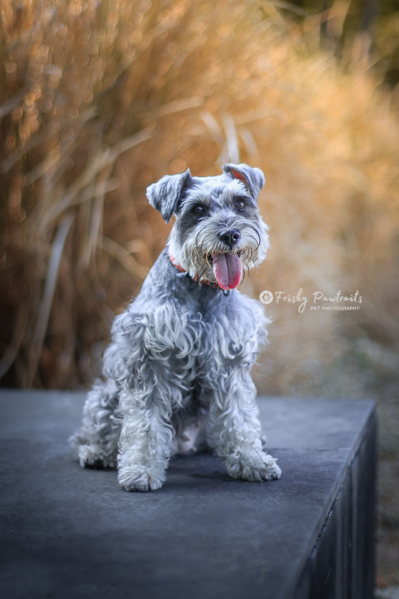 outdoor portrait of a gray schnauzer