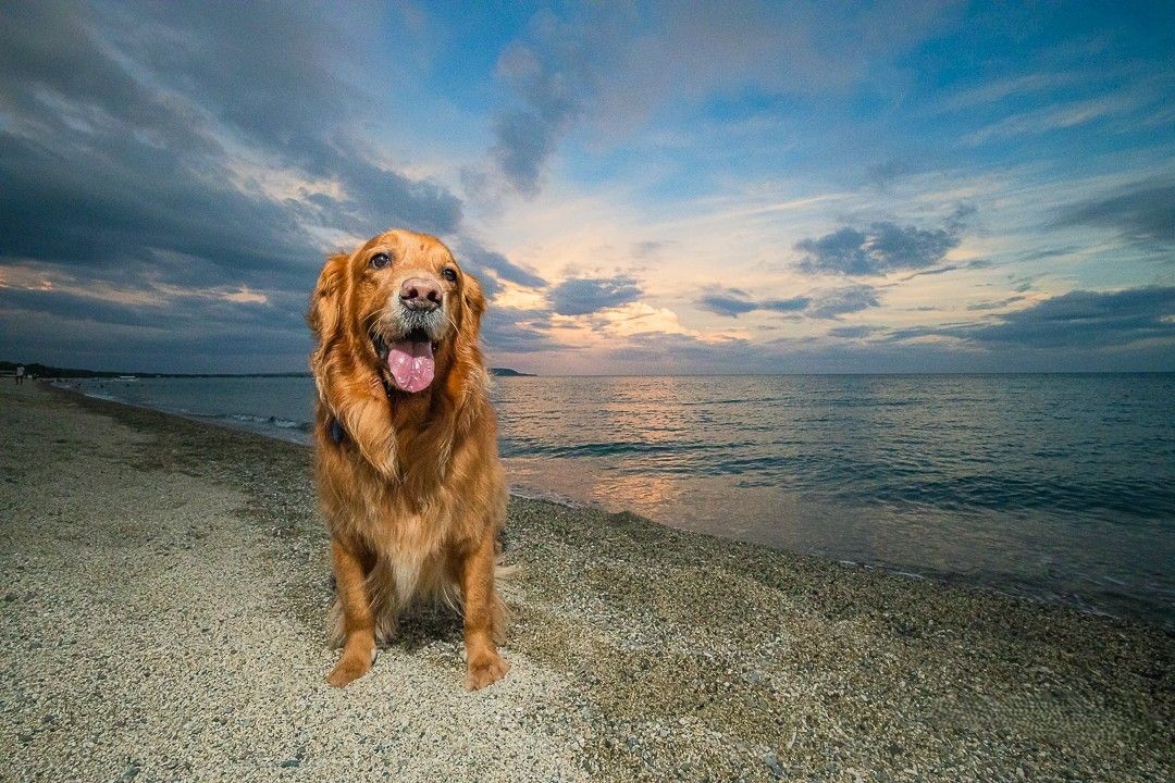 Golden retriever dog lounges on a sandy beach at sunset with ocean waves and dramatic clouds in the background.