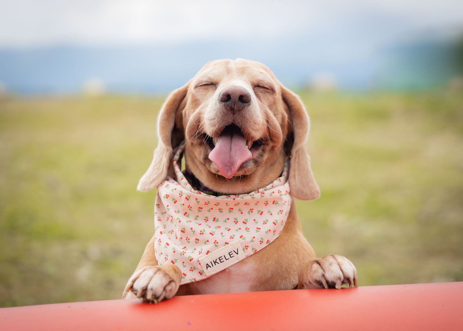 An adorable Chihuahua puppy wearing a pink floral bandana poses playfully in an outdoor photo series.