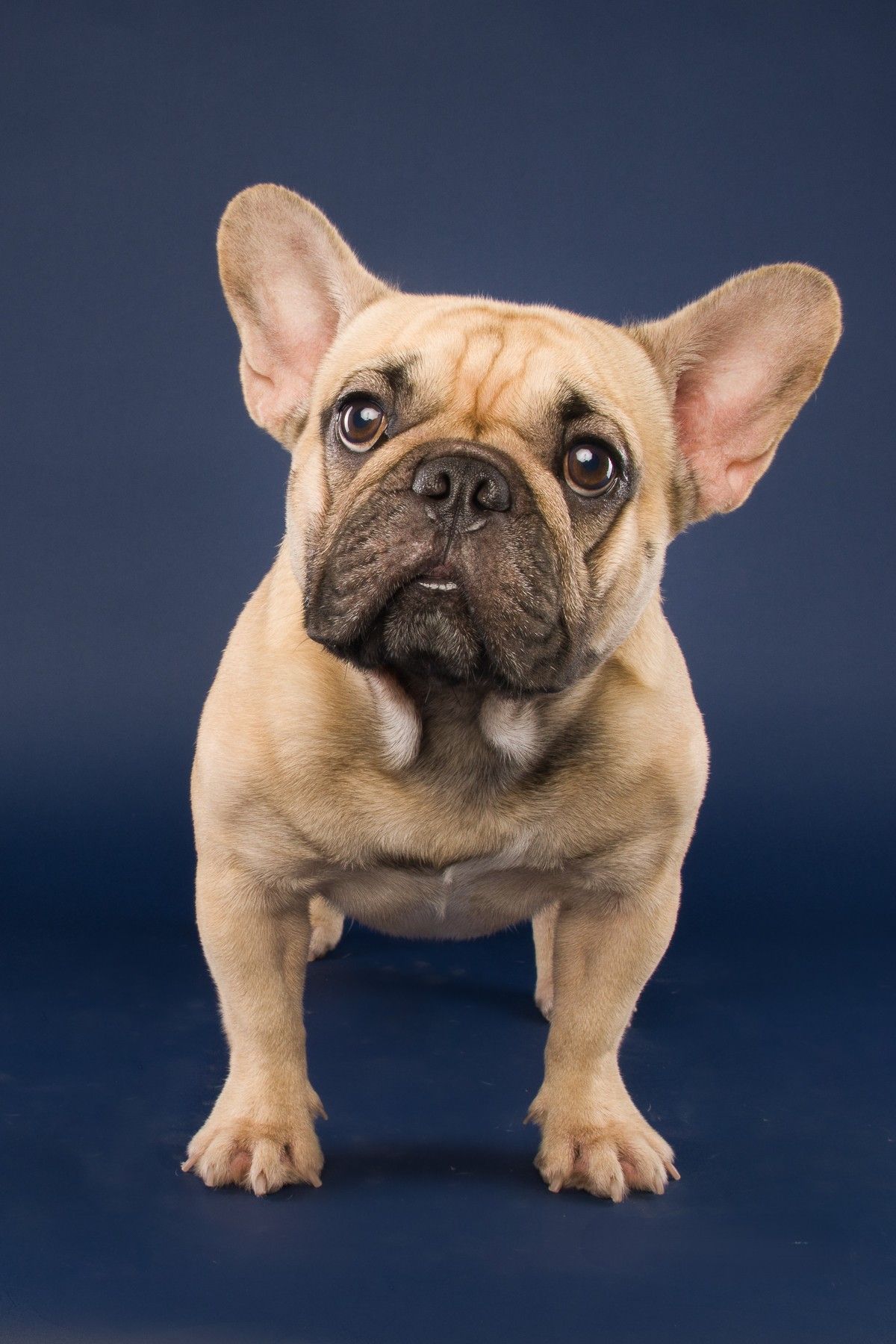 Six different views of a fawn French Bulldog with distinctive facial features against a dark blue background.