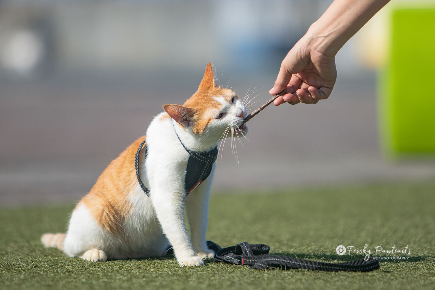 Orange and white cat touches human finger while sitting on grass wearing harness outdoors.