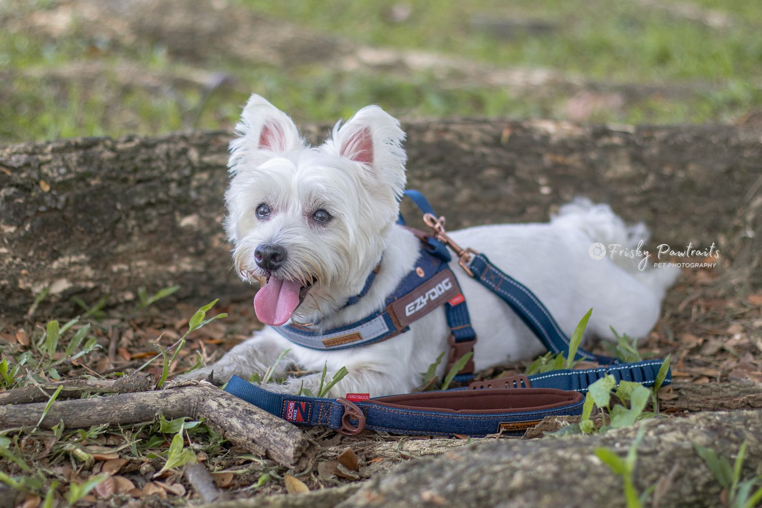 White Westie dog wearing blue harness lies on ground with tongue out and playful expression.