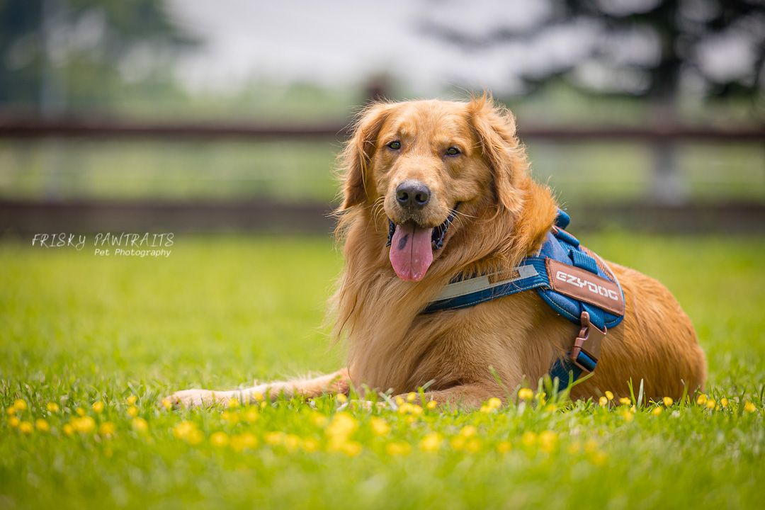 A happy Golden Retriever wearing a blue service vest lies in a grassy field with yellow dandelions.