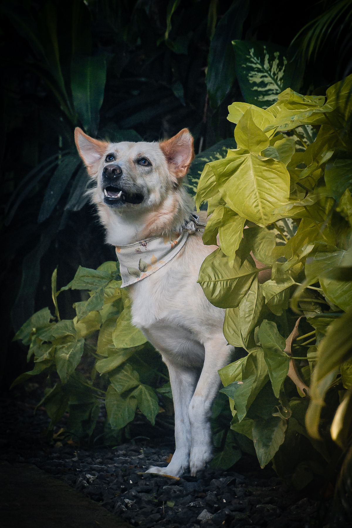 outdoor portrait of a retriever-mix dog