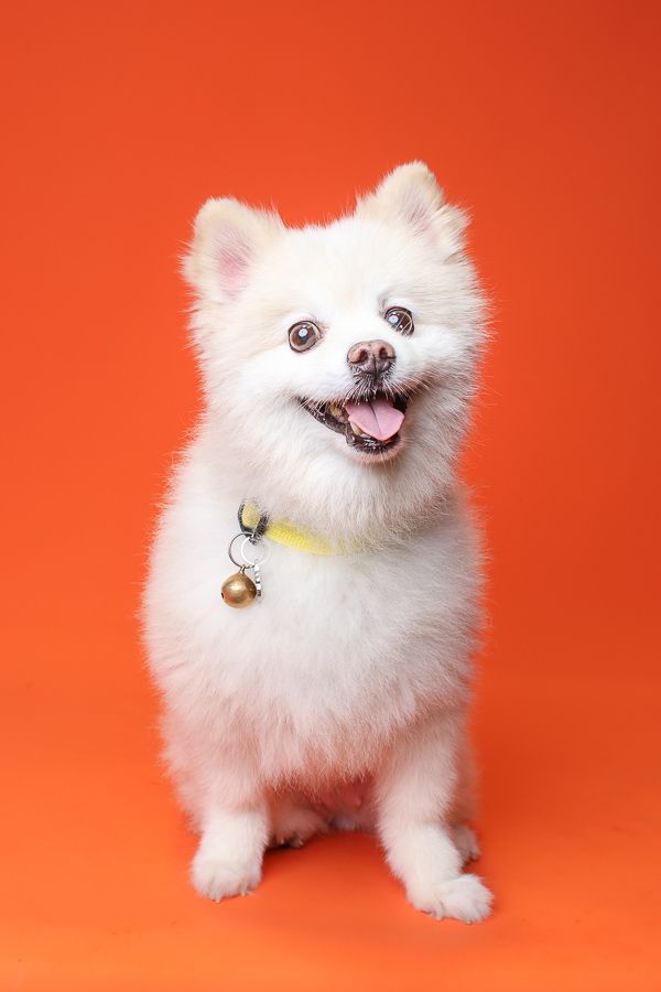 studio portrait of a white pomeranian dog posed with an orange background