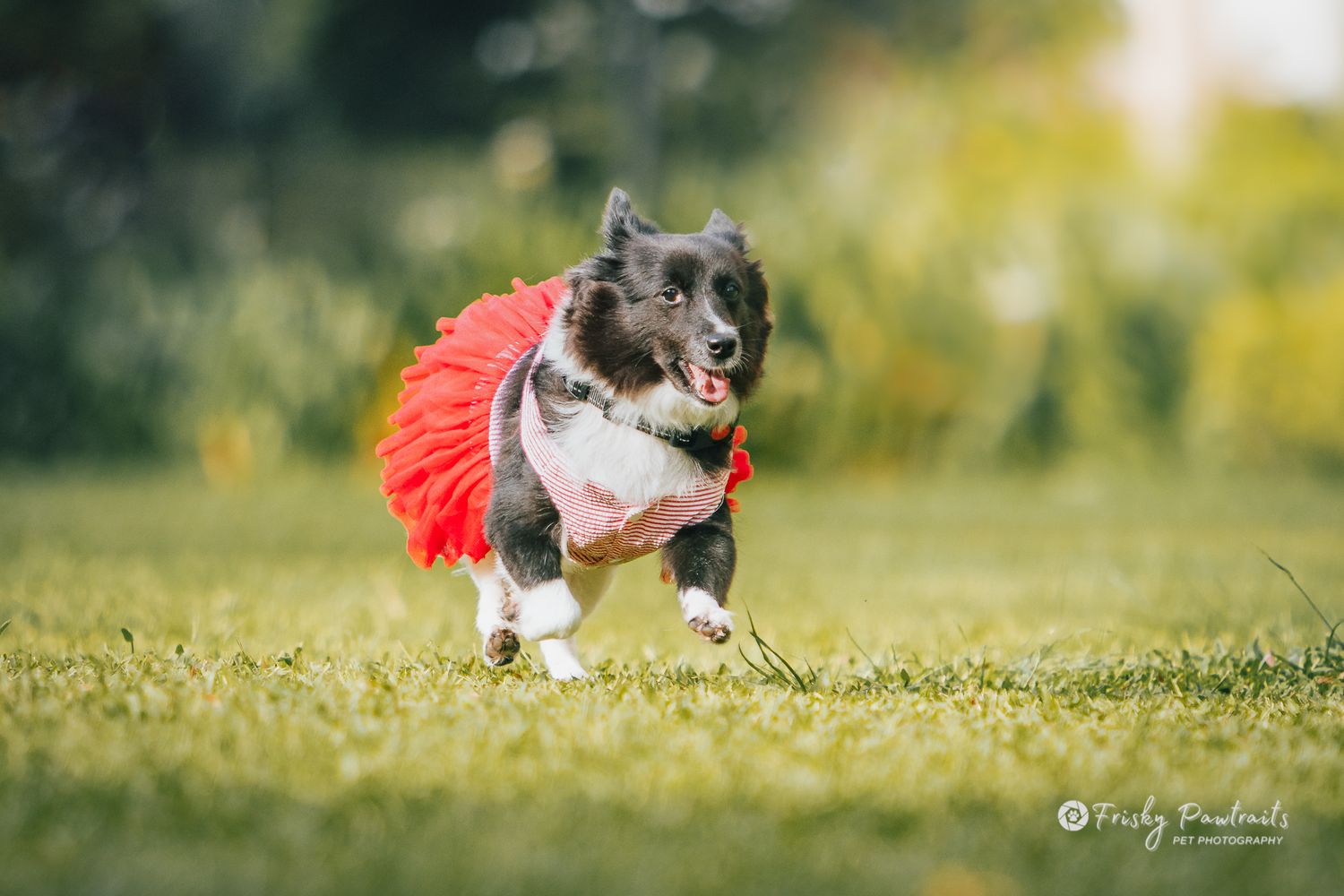 Small dog in red tutu running on grass.