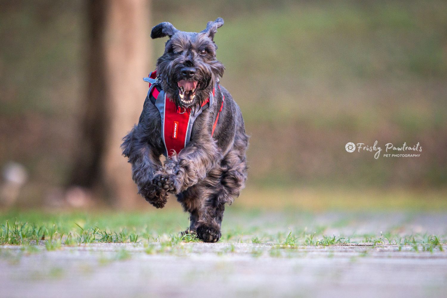 Black cocker spaniel running joyfully through grass and autumn leaves with red toy in its mouth.