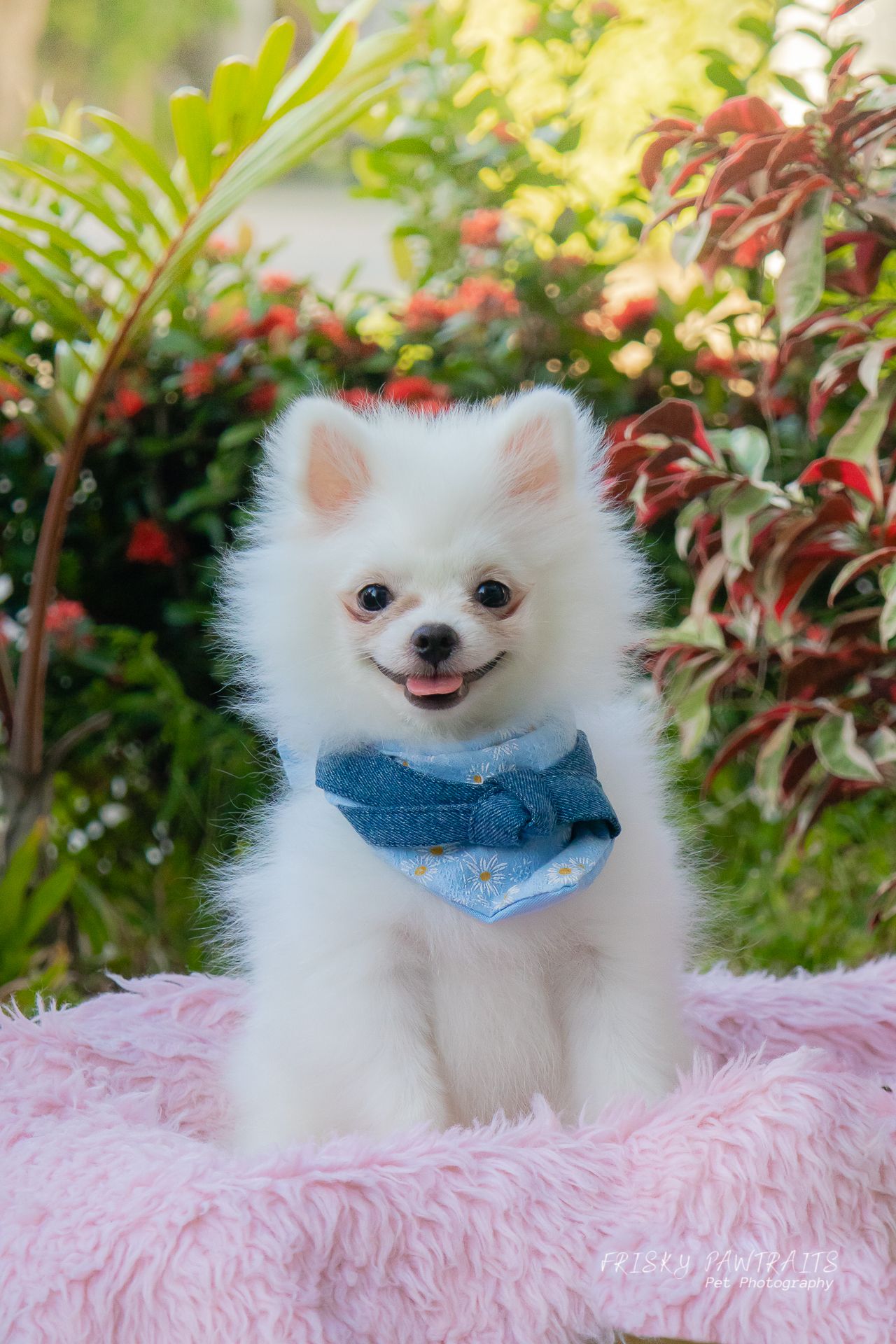 outdoor garden portrait of a Pomeranian with blue scarf