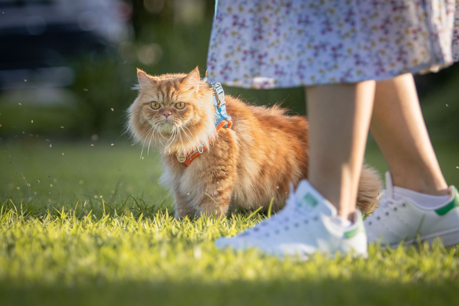lady walking her ginger Persian cat