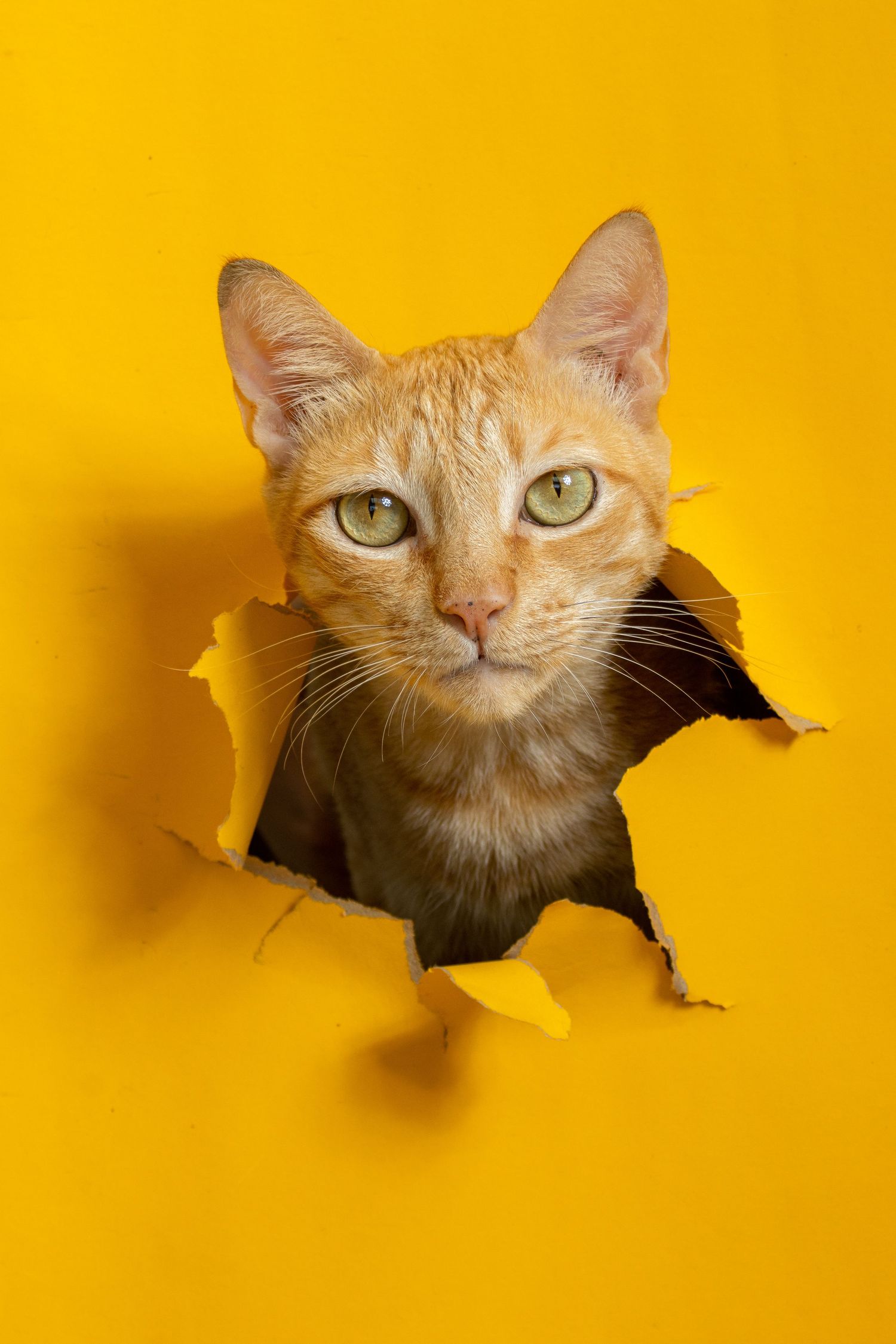 studio portrait of a ginger tabby cat posed with a golden yellow torn paper