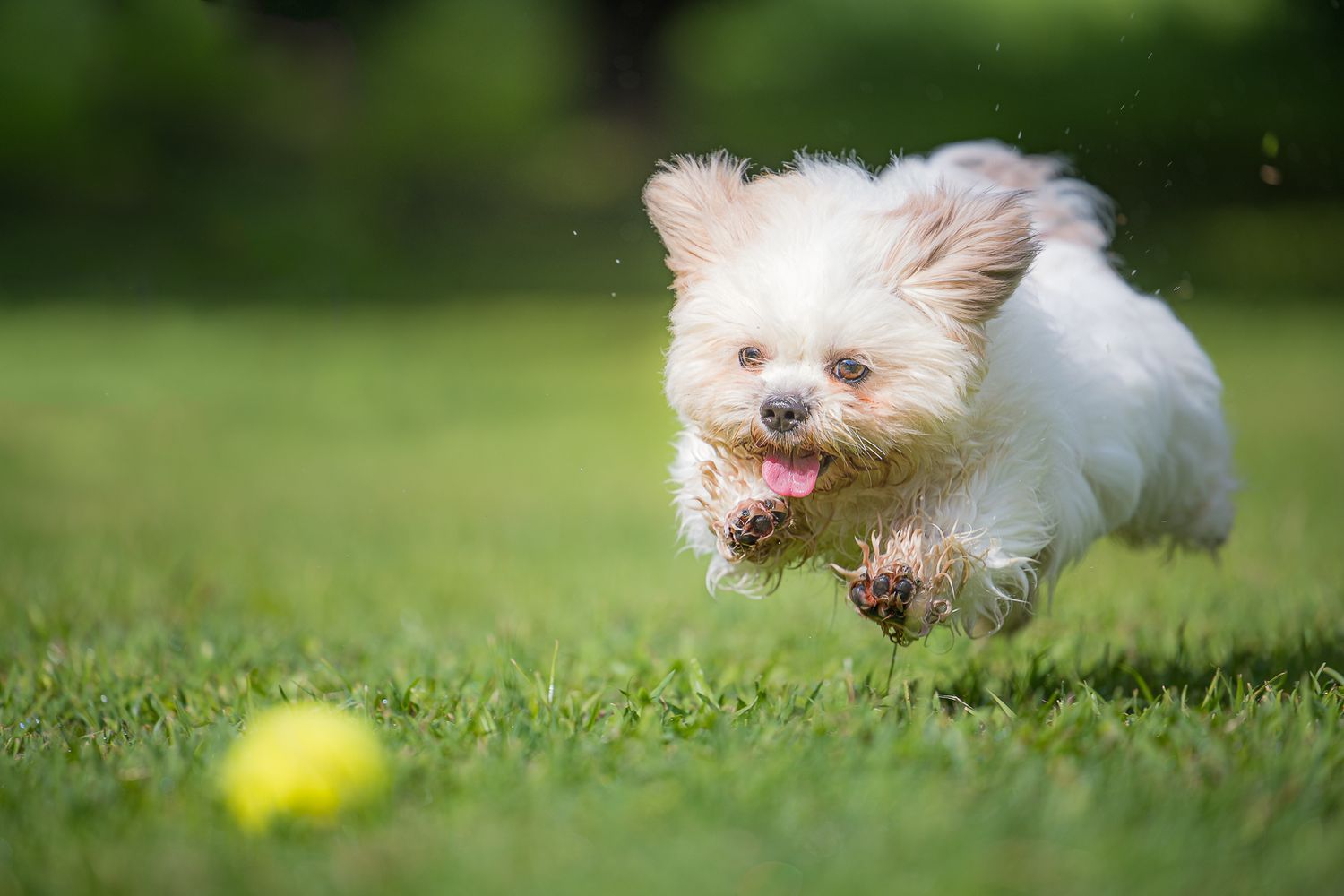outdoor portrait of a shih tzu chasing a tennis ball