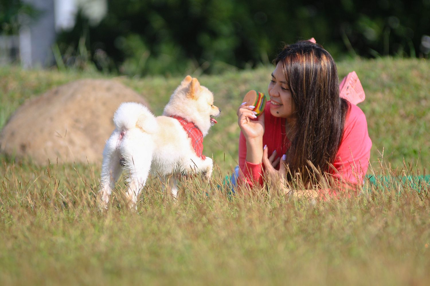 A person in pink lays in green grass while interacting with a small white dog on a sunny day.