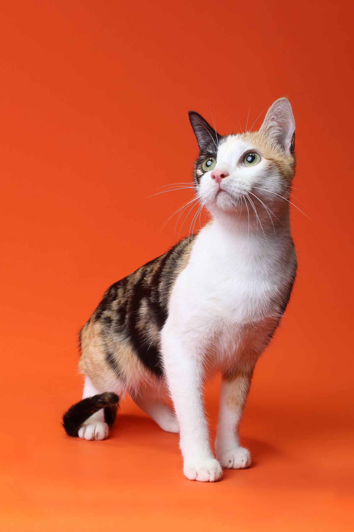 Calico cat with white chest posing elegantly against orange studio background.