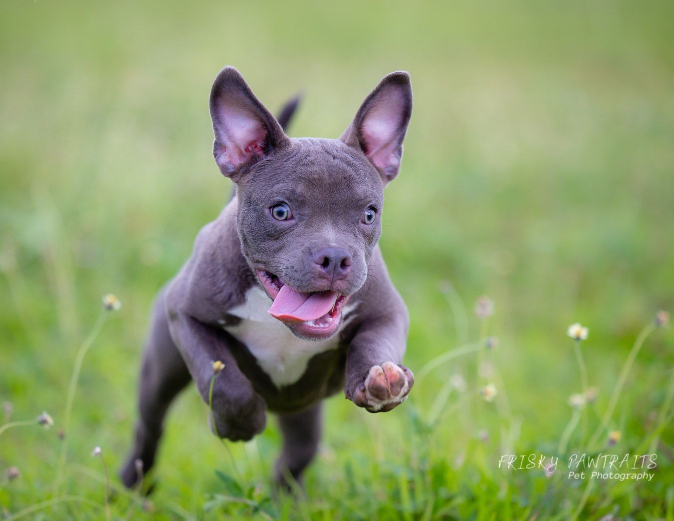 outdoor portrait of a running gray puppy