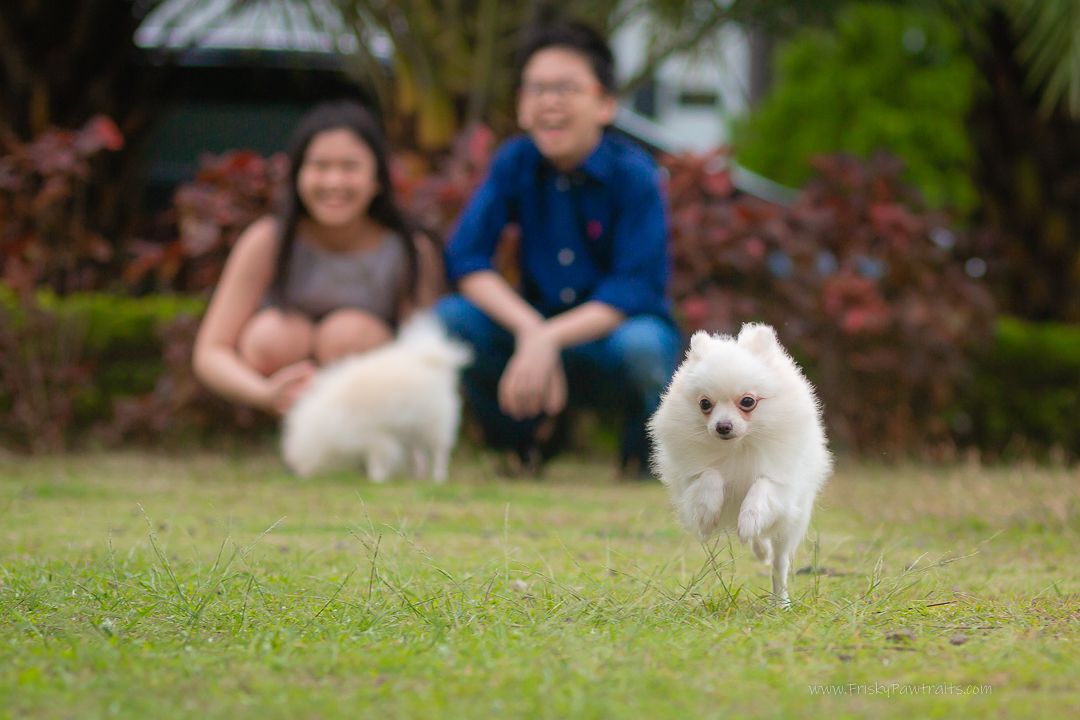 Small white fluffy dog runs playfully across a green grass lawn in a park setting.