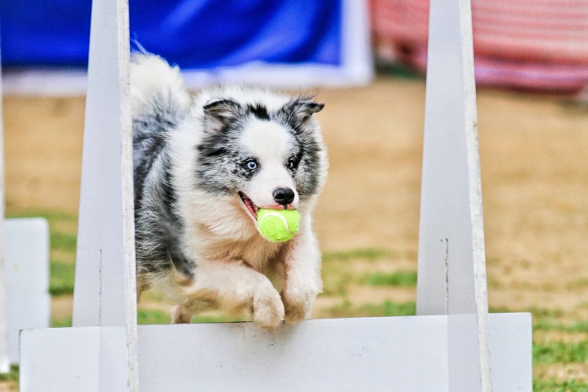A Border Collie dog jumps through agility course equipment while carrying a tennis ball in its mouth.