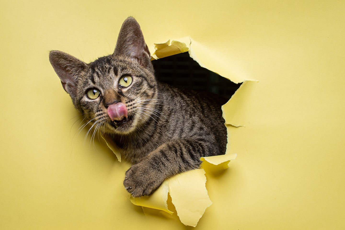 Tabby cat sticking tongue out through torn yellow paper.