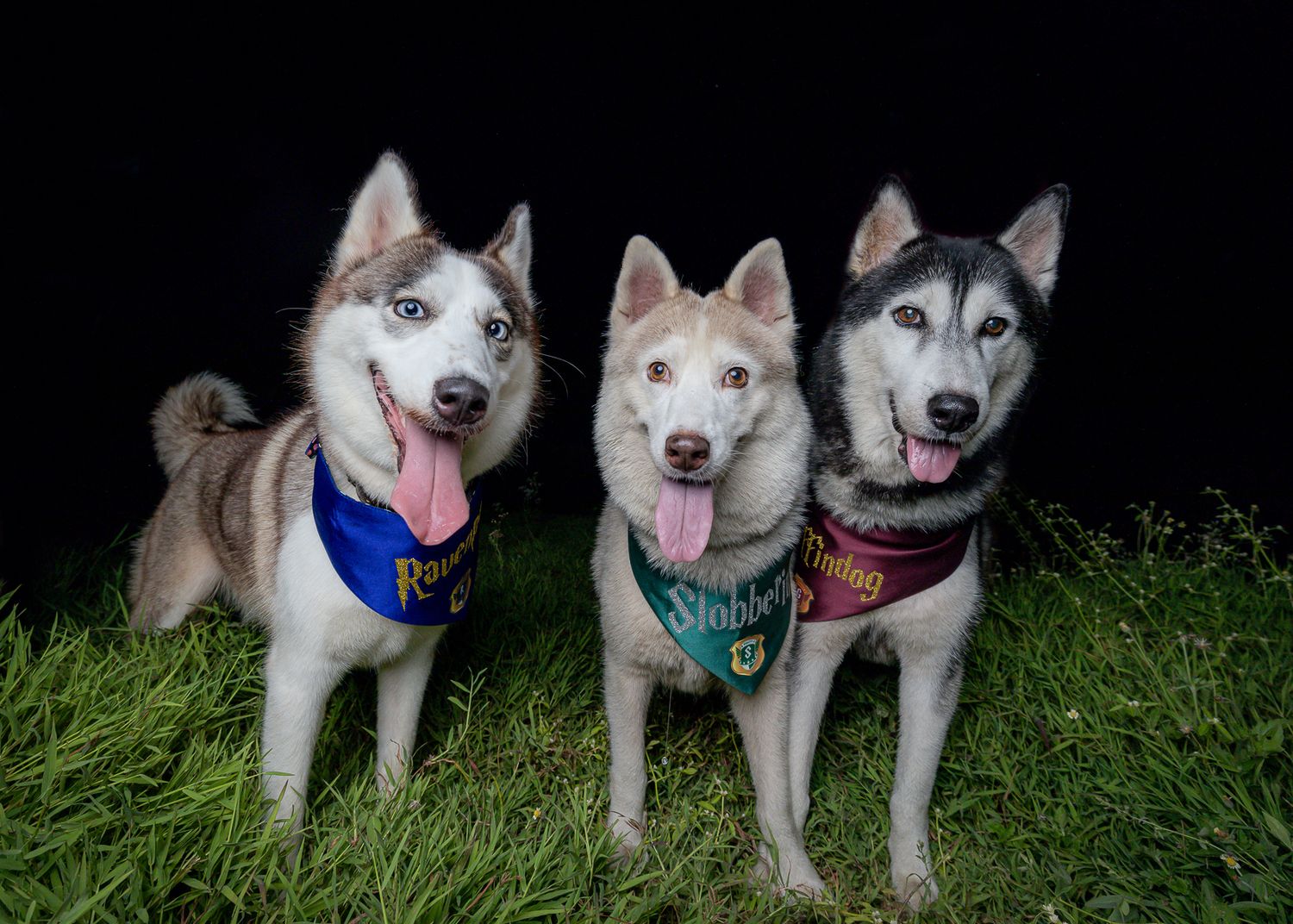 a group night shot of three huskies at the park