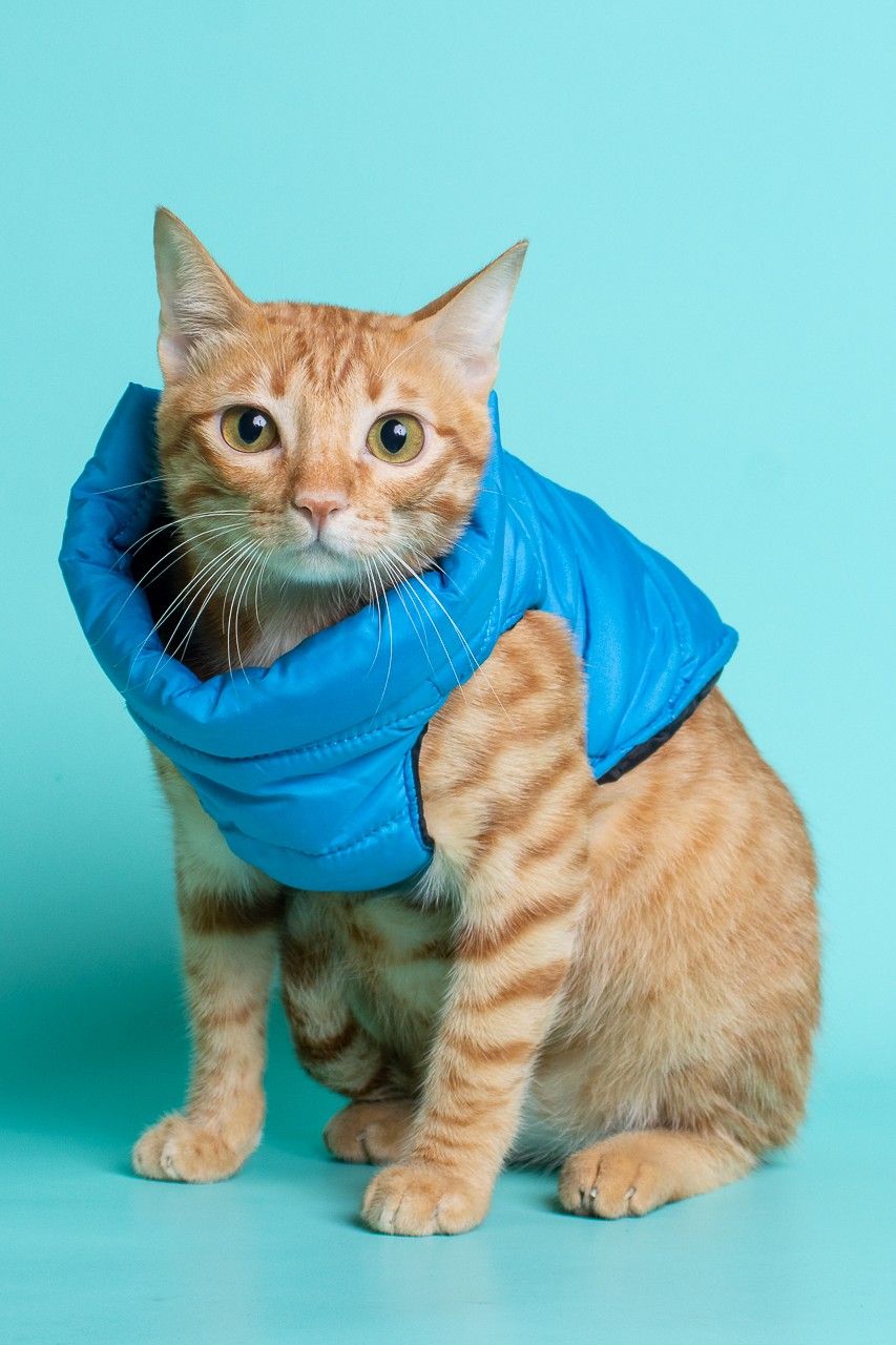 Orange tabby cat wearing a bright blue hoodie sits against turquoise background looking at camera.