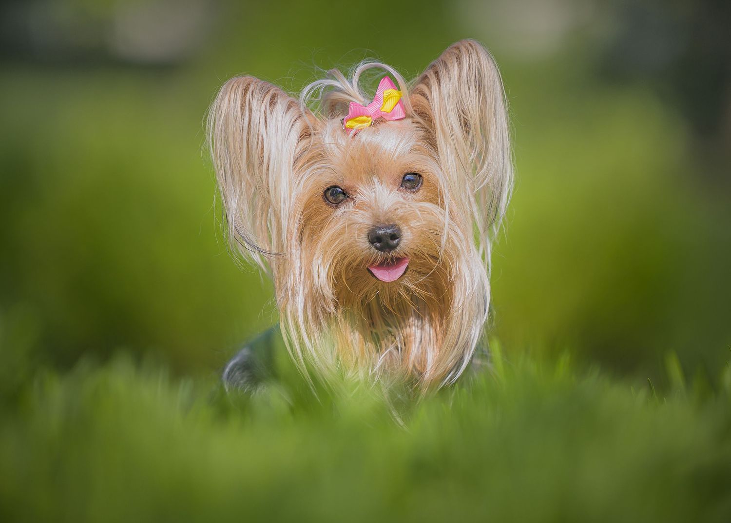 Yorkshire Terrier puppy with silky tan fur and orange bow peeks through green grass in outdoor portrait.