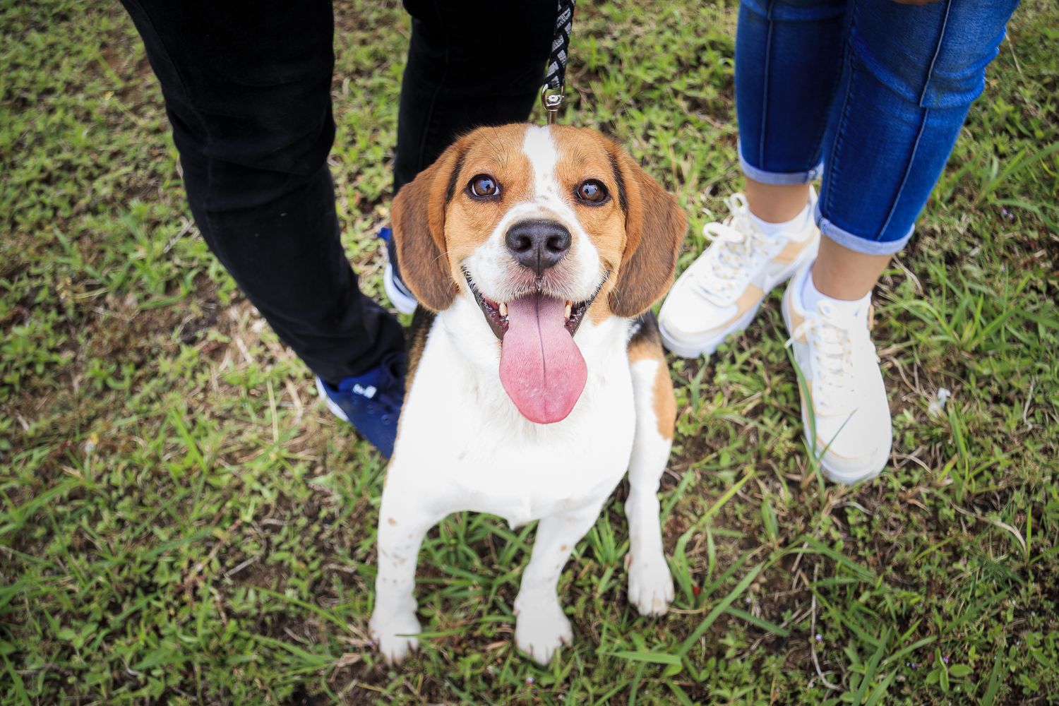 Happy Beagle dog with tongue out standing on grass between two people wearing jeans and sneakers.