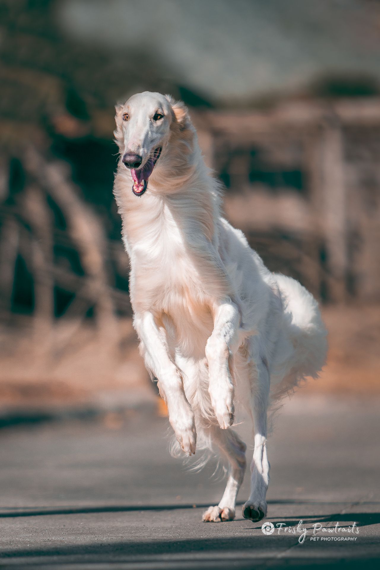 outdoor portrait of a running Borzoi